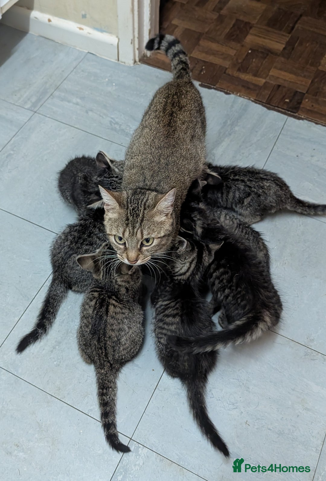 Domestic Shorthair cats for sale: Babies ready for their new homes NOW 🥰 - Image 12