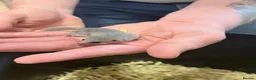 Mixed Breed rodents for sale: Pygmy African dormice  in Newton Abbot - Advert 2