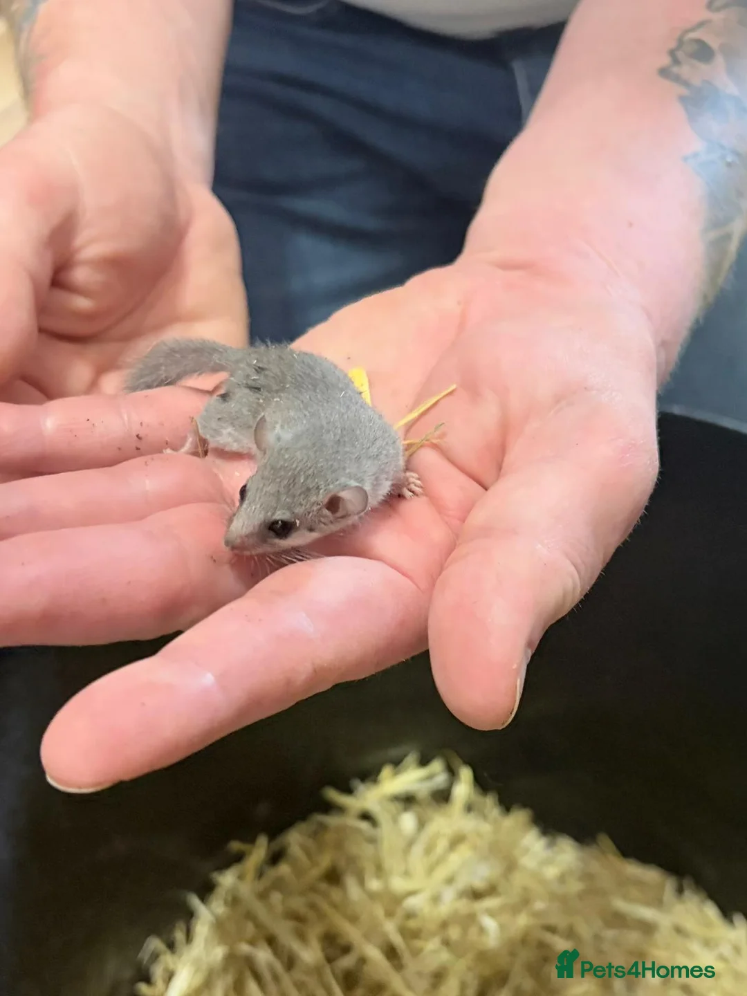 Mixed Breed rodents for sale: Pygmy African dormice  in Newton Abbot - Advert 2