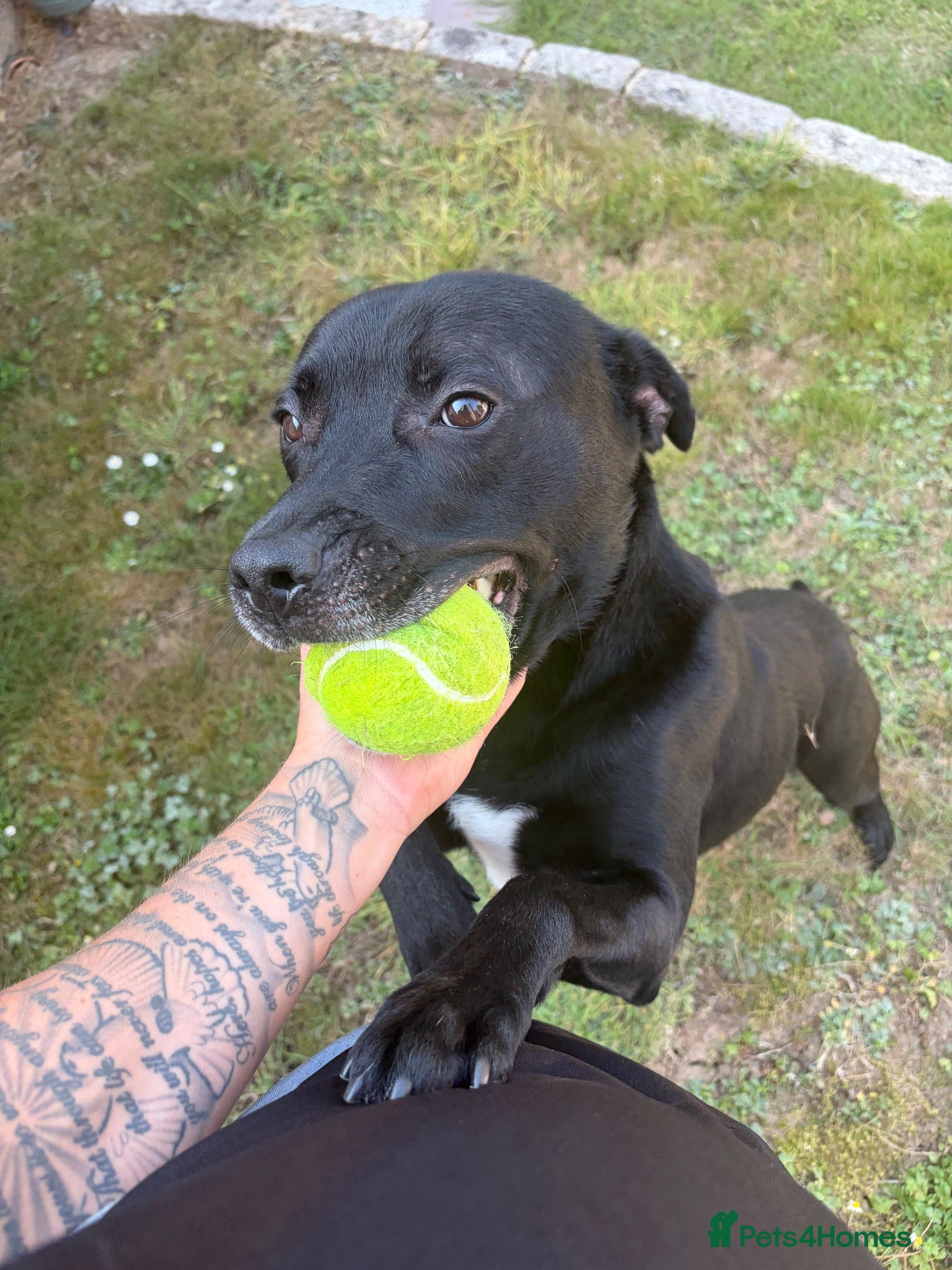 Mixed Breed dogs STAFFY -KALI - Advert 3