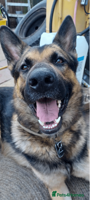 German Shepherd dogs KASHIAN.  URGENT - Advert 1