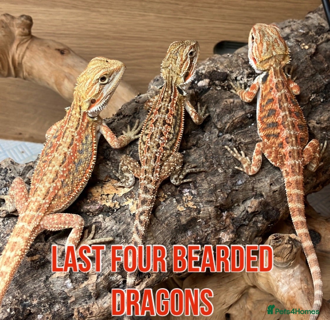 Bearded Dragon reptiles Last Few Baby Bearded Dragons For Sale! - Advert 8