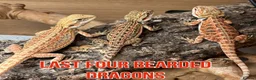 Bearded Dragon reptiles for sale: Last Few Baby Bearded Dragons For Sale! - Advert 1