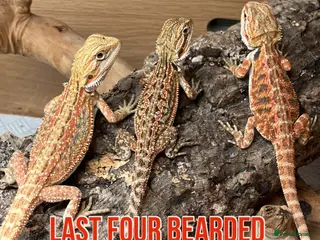 Bearded Dragon reptiles Last Few Baby Bearded Dragons For Sale! - Advert 8