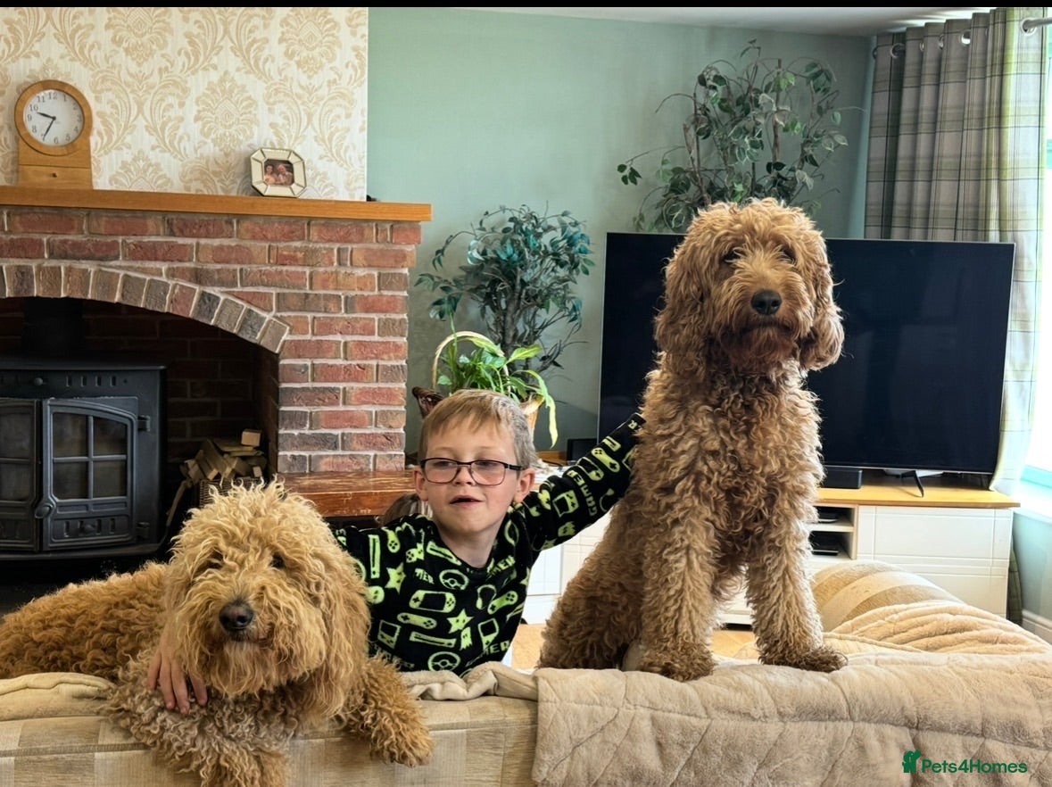 Goldendoodle dogs Golden doodles F2b medium - large  - Advert 12