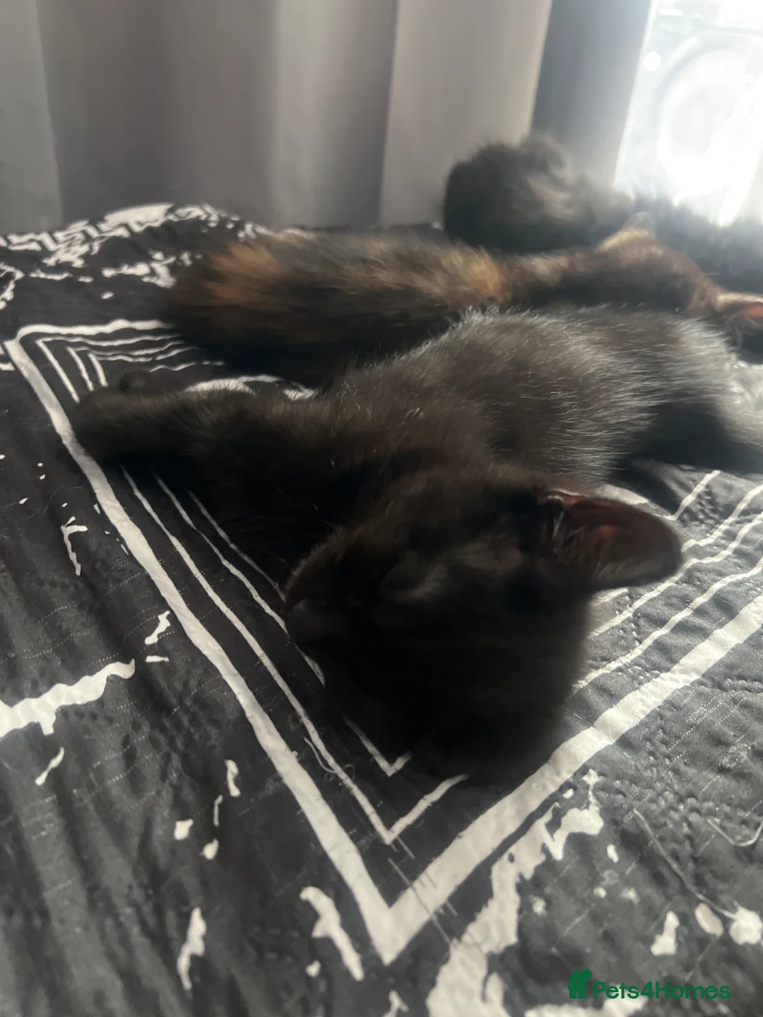 Mixed Breed cats for sale: Beautiful kittens for sale  in Rowley Regis - Advert 2