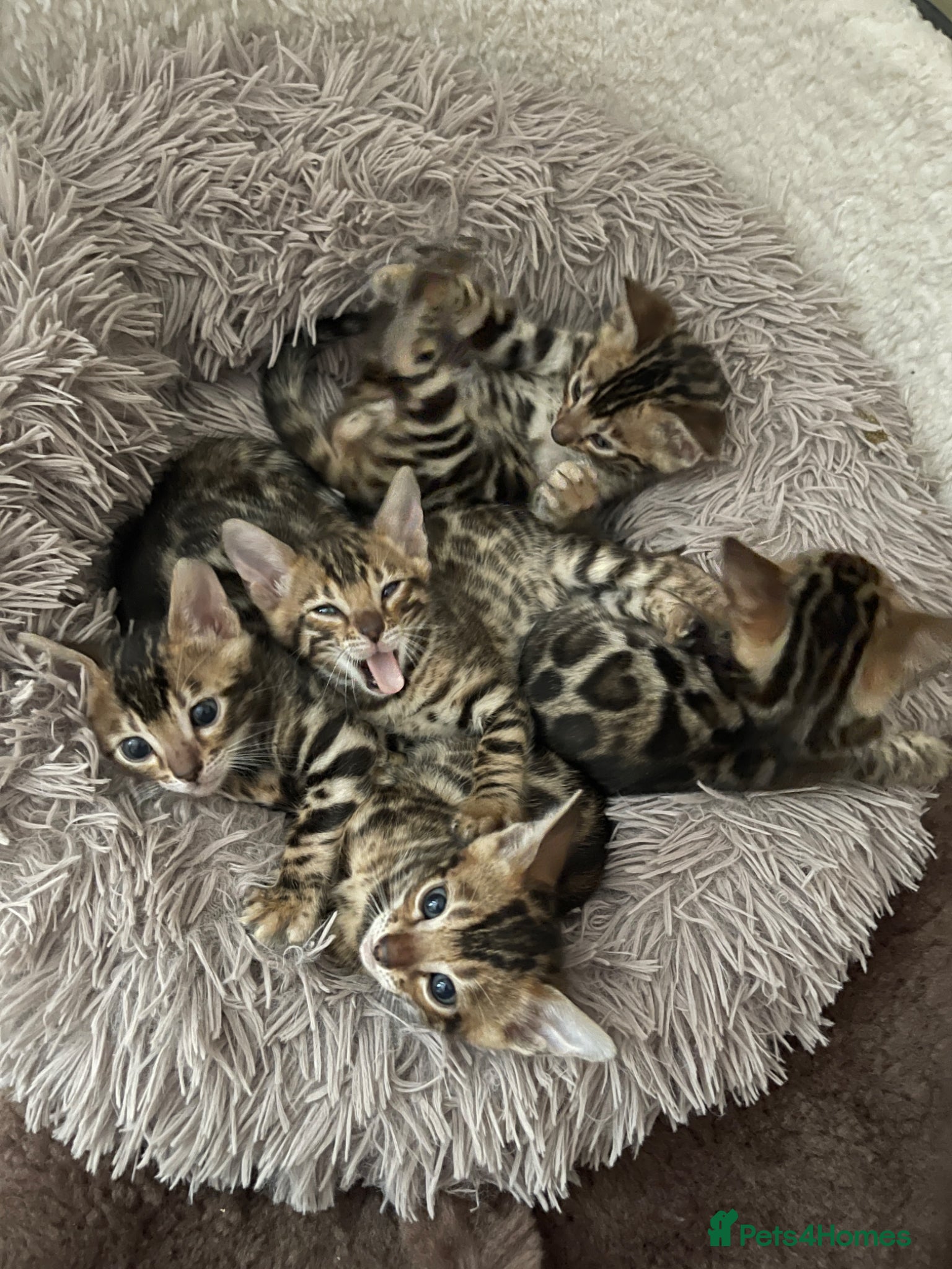 Bengal cats 🐾 Show quality GCCF Bengal Kittens for Sale 🐾 - Advert 1