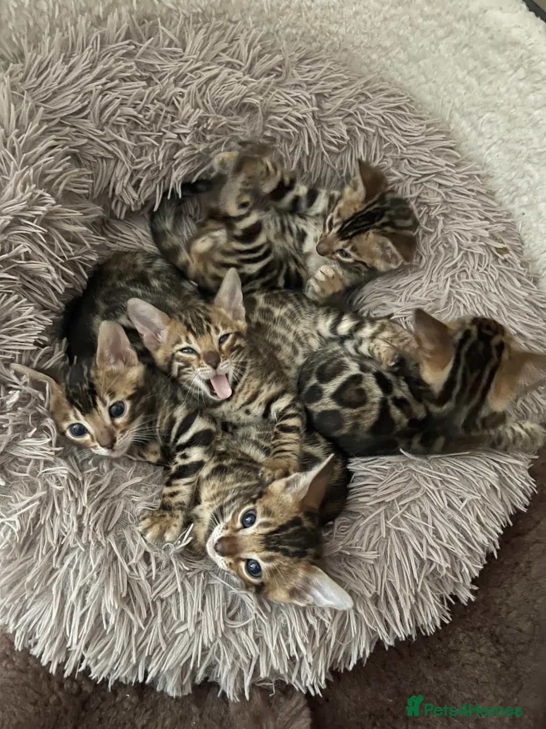 Bengal cats for sale: 🐾 Show quality GCCF Bengal Kittens for Sale 🐾 - Advert 1