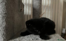 British Shorthair cats for sale: 3 kittens for sale - Advert 6