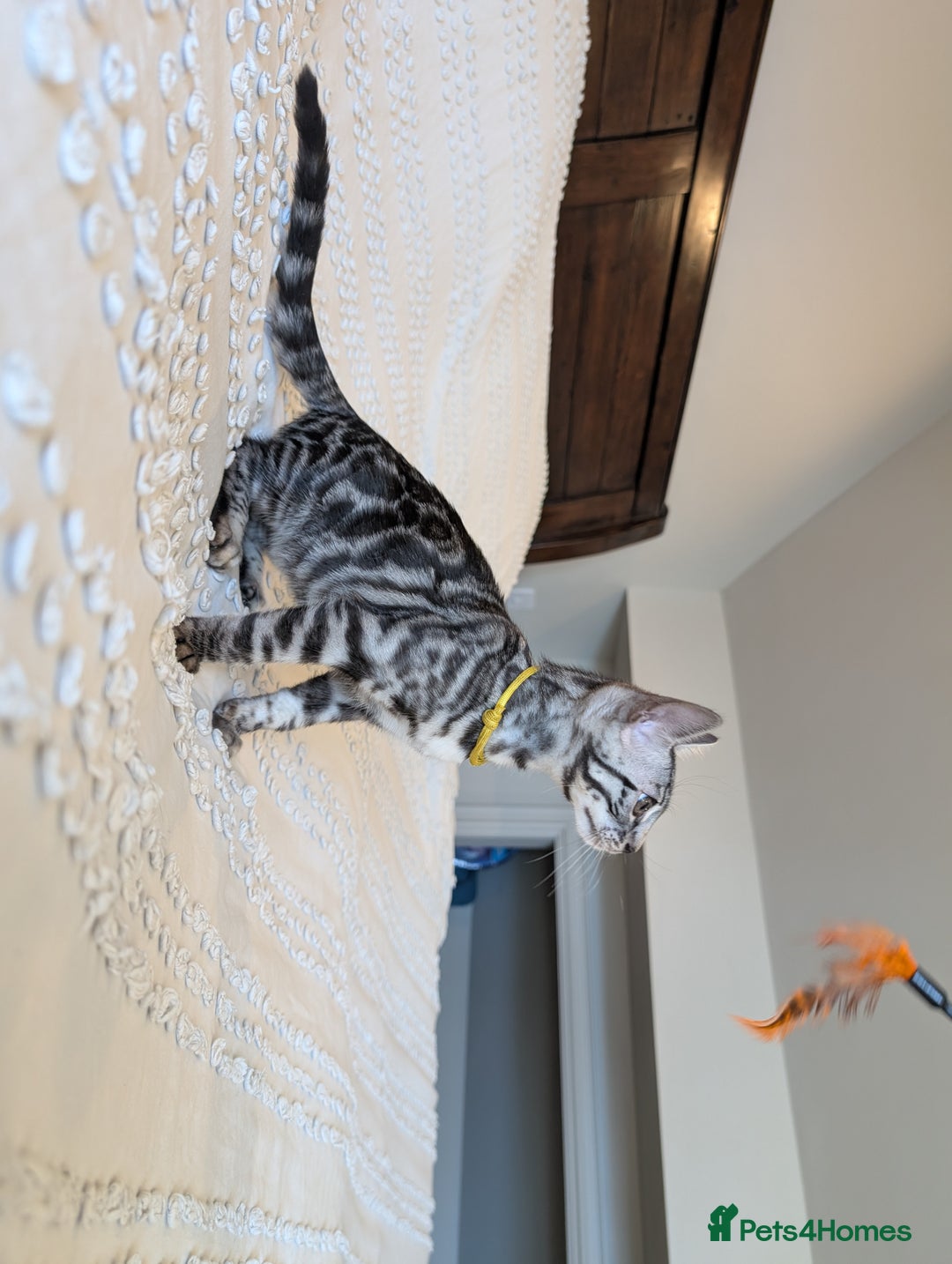 Bengal cats for sale: 🤍🖤🩶 Bengal Kittens 🩶🖤🤍 in Barnoldswick - Image 6