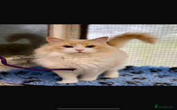 Ragdoll cats for sale: Stunning Ragdoll Males - Image 11