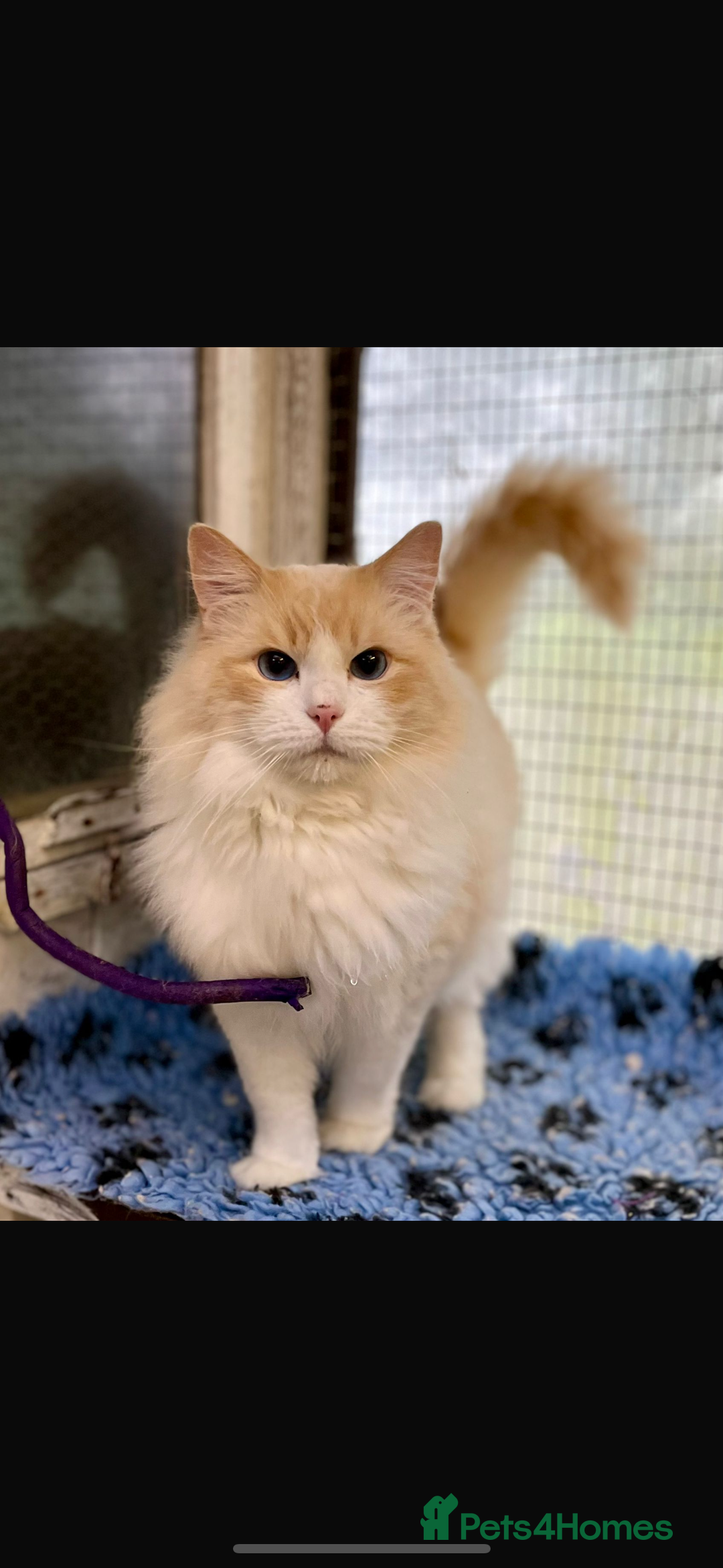 Ragdoll cats for sale: Stunning Ragdoll Males - Image 11