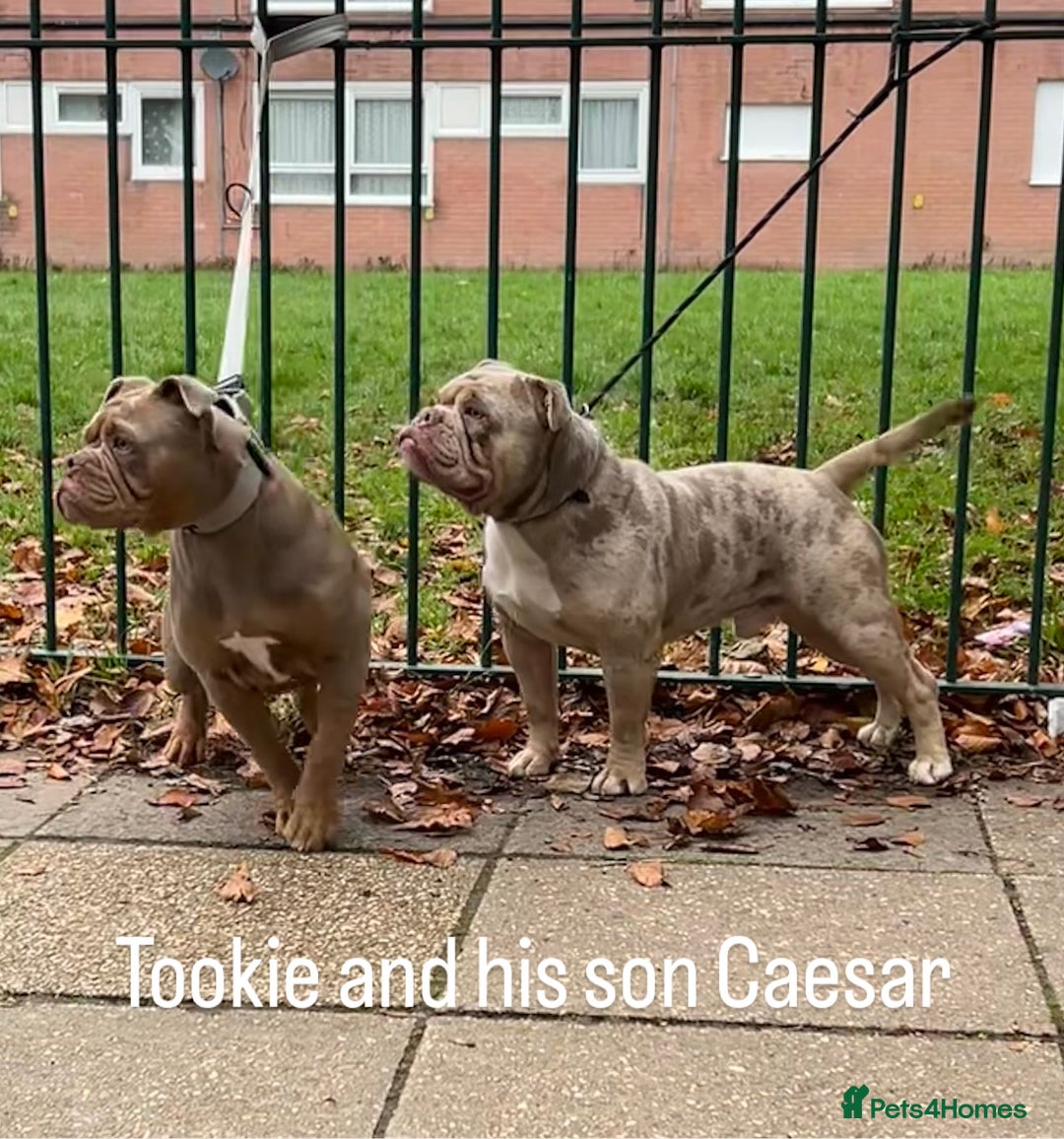 Olde English Bulldogge dogs for stud: Olde English bulldog stud  - Advert 12