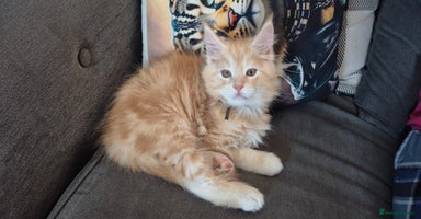 Maine Coon cats - Advert 16
