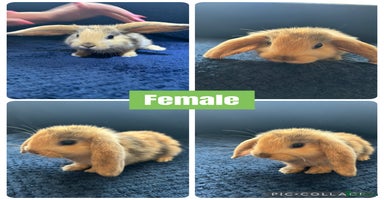 Mini Lion Lop rabbits - Advert 11