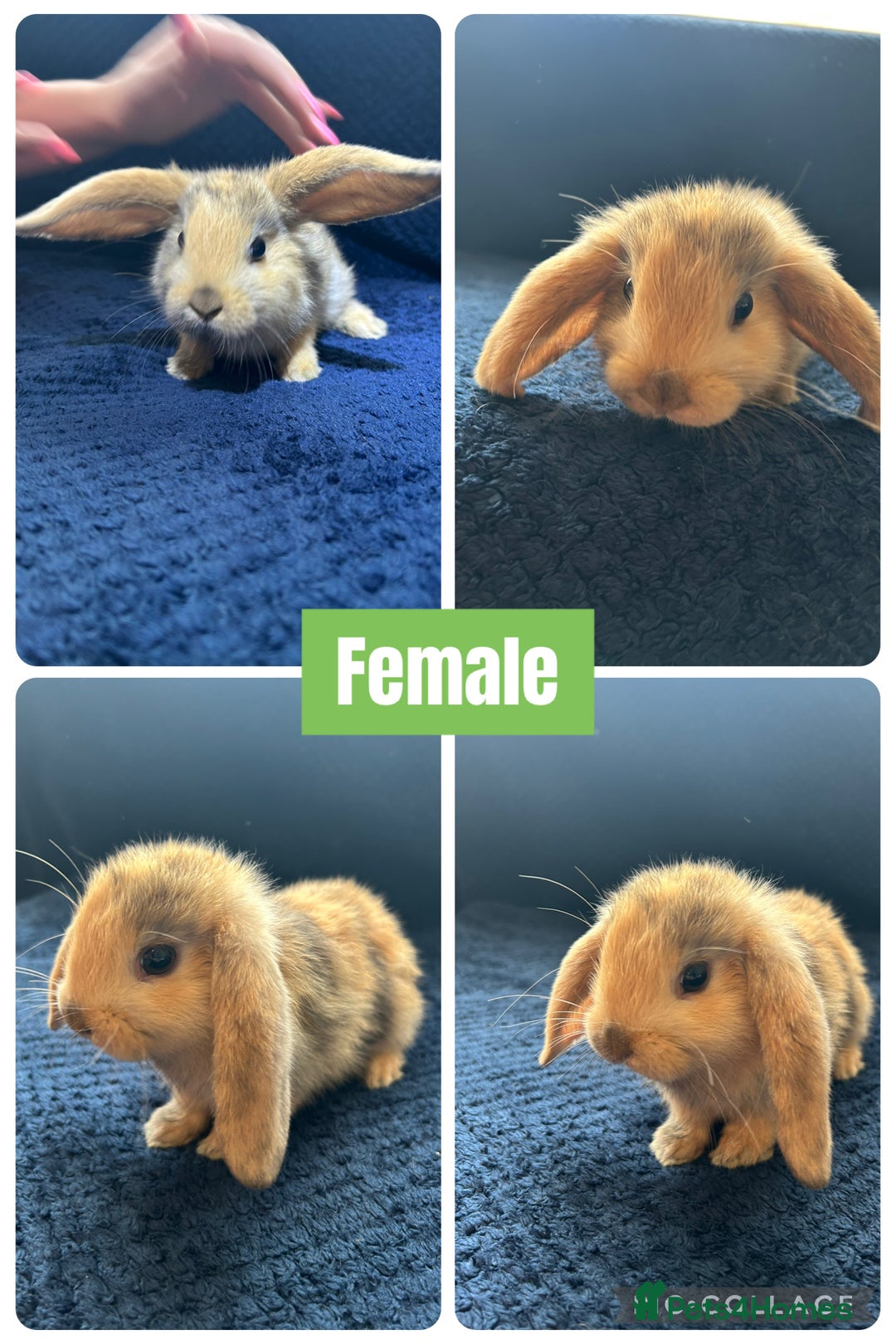 Mini Lion Lop rabbits for sale: Mini lion lop - Image 2