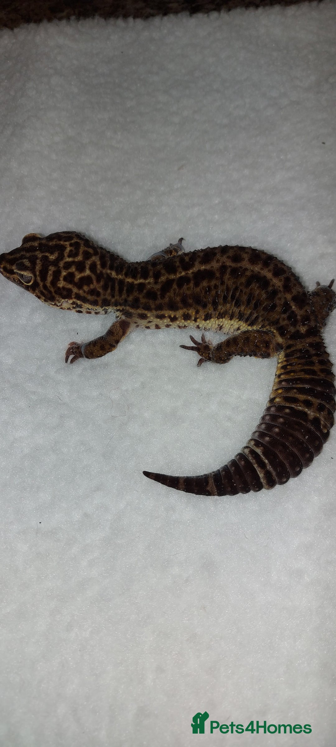 Leopard Gecko reptiles for sale: Two stunning male leopard geckos for sale - Advert 4
