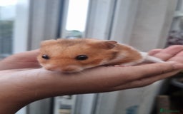 Hamster rodents for sale: Friendly syrian hamster to sell ASAP - Image 1