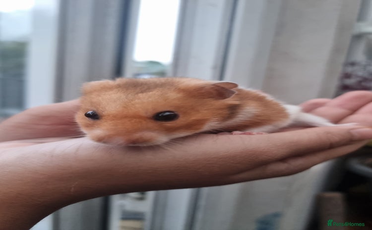 Hamster rodents - Advert 3
