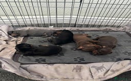 Miniature Dachshund dogs for sale: Miniature Dachshund Puppies - Image 1