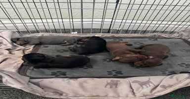 Miniature Dachshund dogs - Advert 11