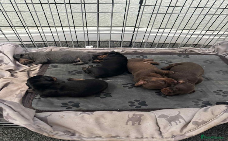 Miniature Dachshund dogs - Advert 1