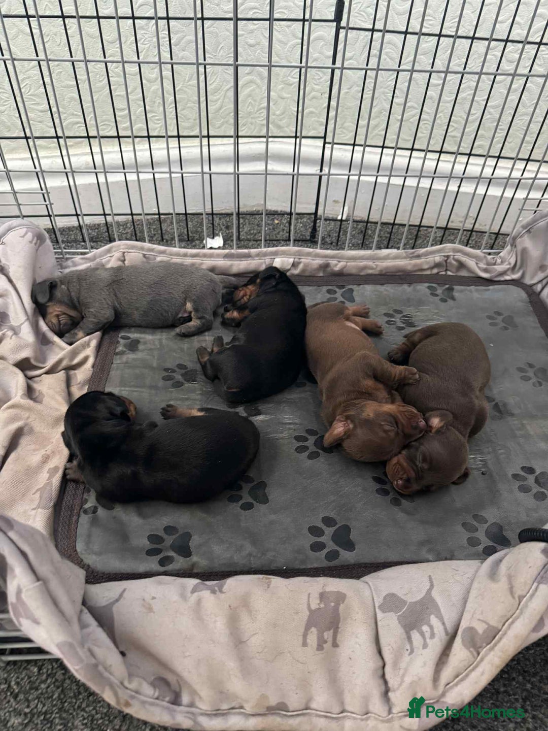 Miniature Dachshund dogs for sale: Miniature Dachshund Puppies - Image 1