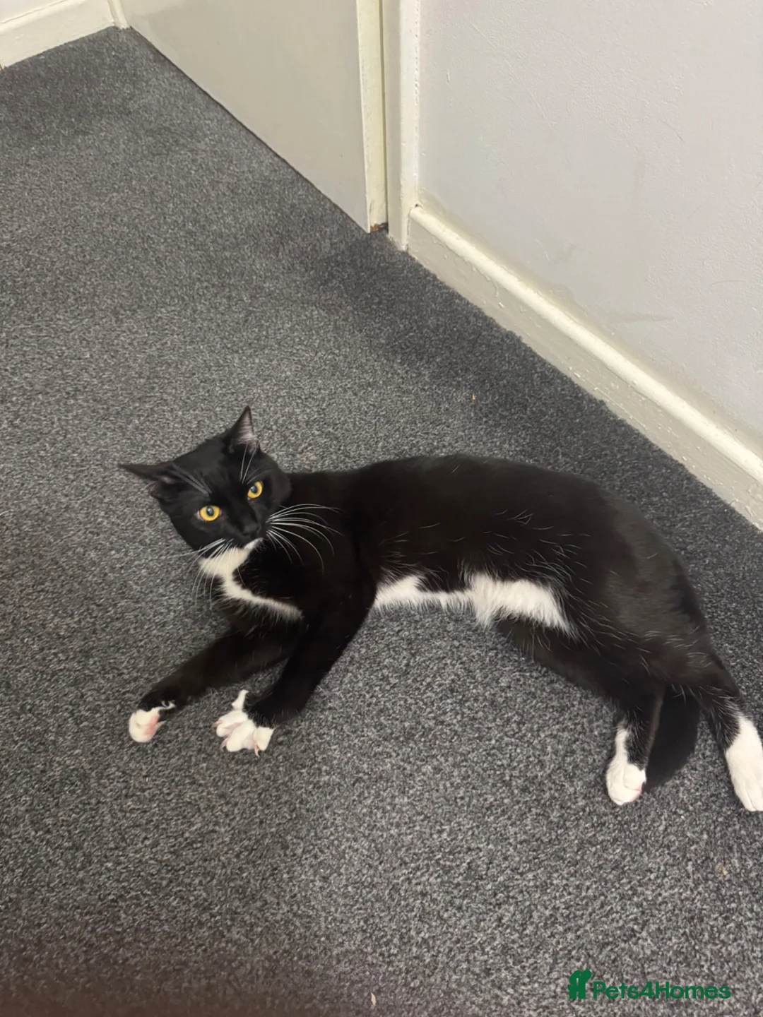 Domestic Shorthair cats for sale: Oreoo in Nottingham - Advert 3