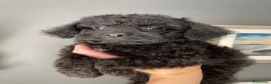 Cockapoo 6
