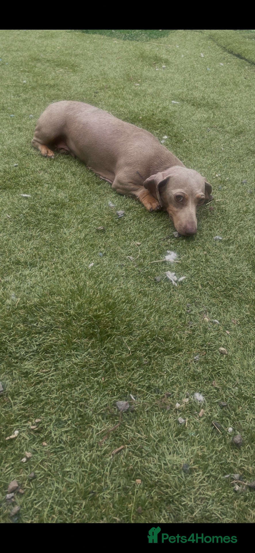 Miniature Dachshund dogs Mini dachshund puppies  - Advert 1