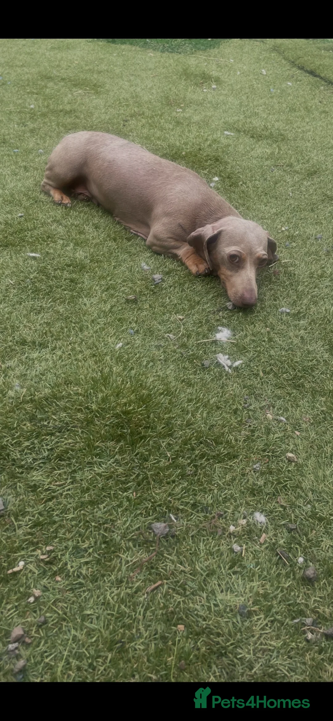 Miniature Dachshund dogs for sale: Mini dachshund puppies  - Advert 1