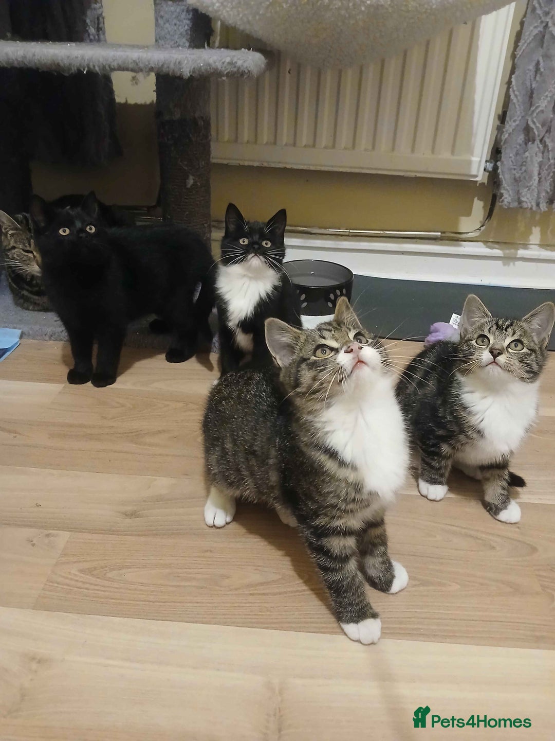 Domestic Shorthair cats for adoption: ADOPTION - Newt - Advert 4