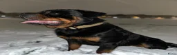 Rottweiler dogs for sale: KC German Line Rottweilers – Mother & Son Pair - Advert 11