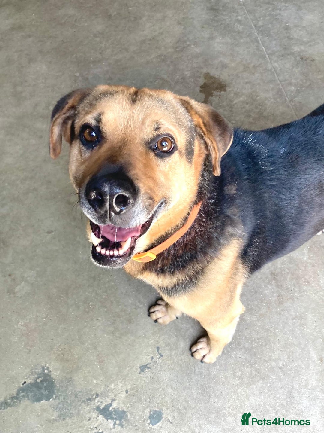 Mixed Breed dogs for adoption: A Life of Abuse please Help ! in Hengoed - Image 10