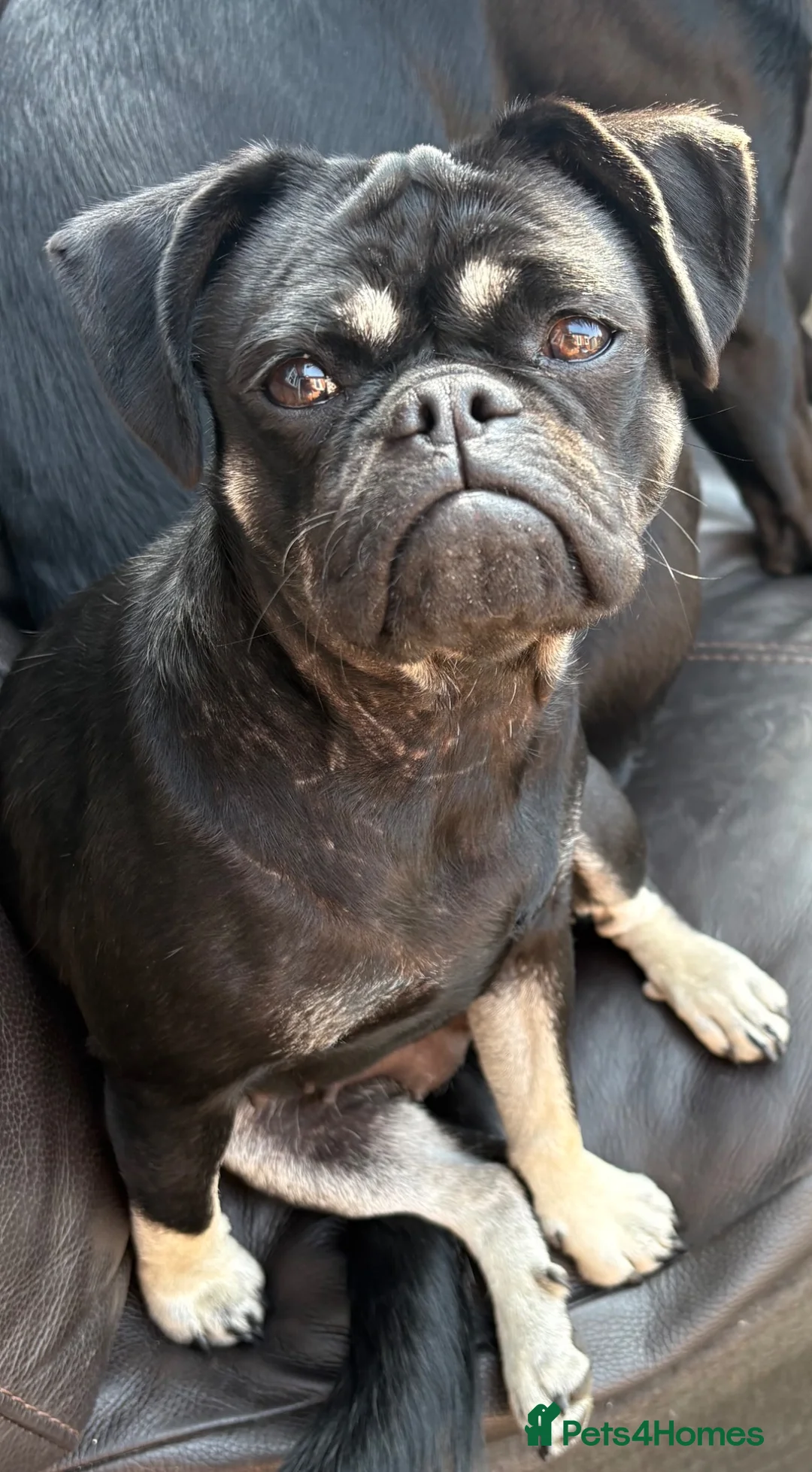 Frug dogs for sale: Female Frug in Sherborne - Advert 1