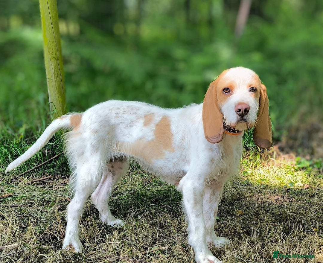 Mixed Breed dogs for adoption: Lovely Polly Griffon X looking for adoption - Advert 11
