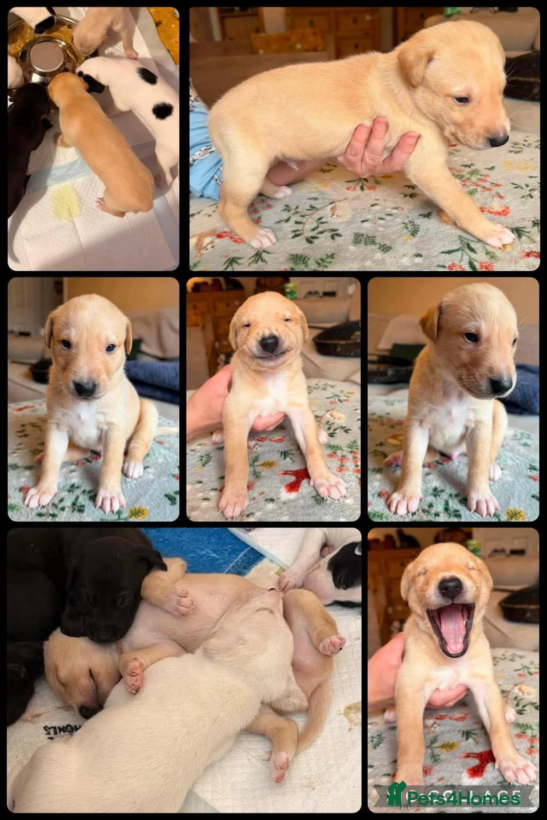 Lurcher dogs for sale: Collie whippet lab grey  - Advert 1