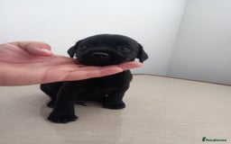 Mixed Breed dogs for sale: Patterdale x border terrier  - Image 12