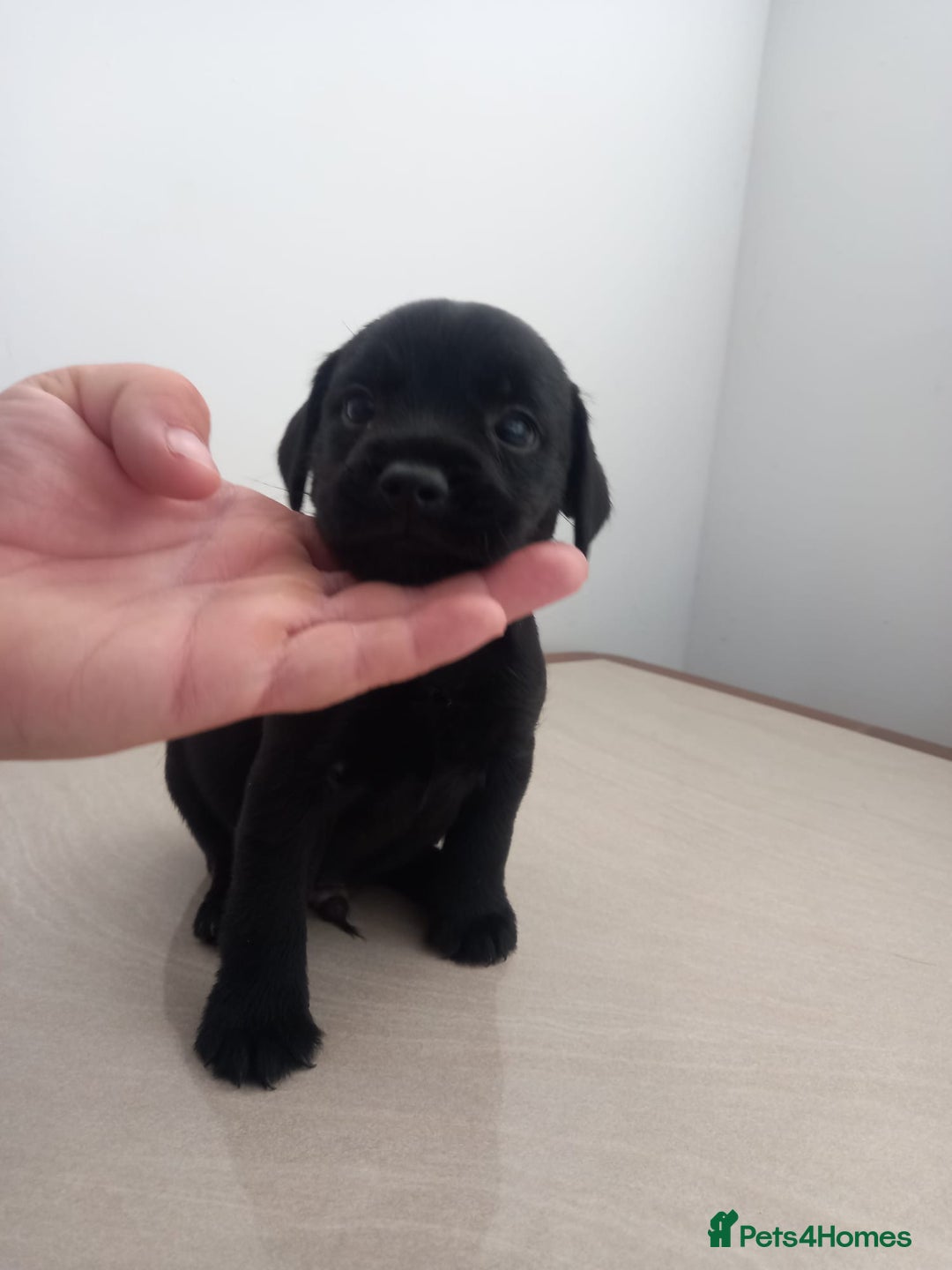 Mixed Breed dogs for sale: Patterdale x border terrier  - Image 12