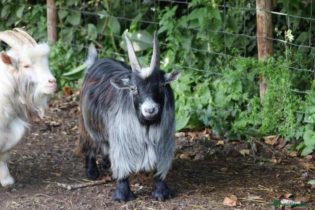 Goats livestock for sale: Pedigree Billy for stud - Image 1