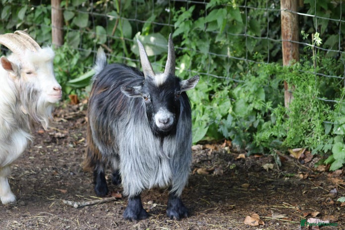 Goats livestock - Advert 4