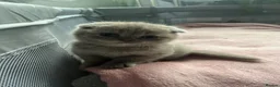 Scottish Fold cats for sale: Super Cute Scottish Fold Kittens Available  in Ramsgate - Advert 6