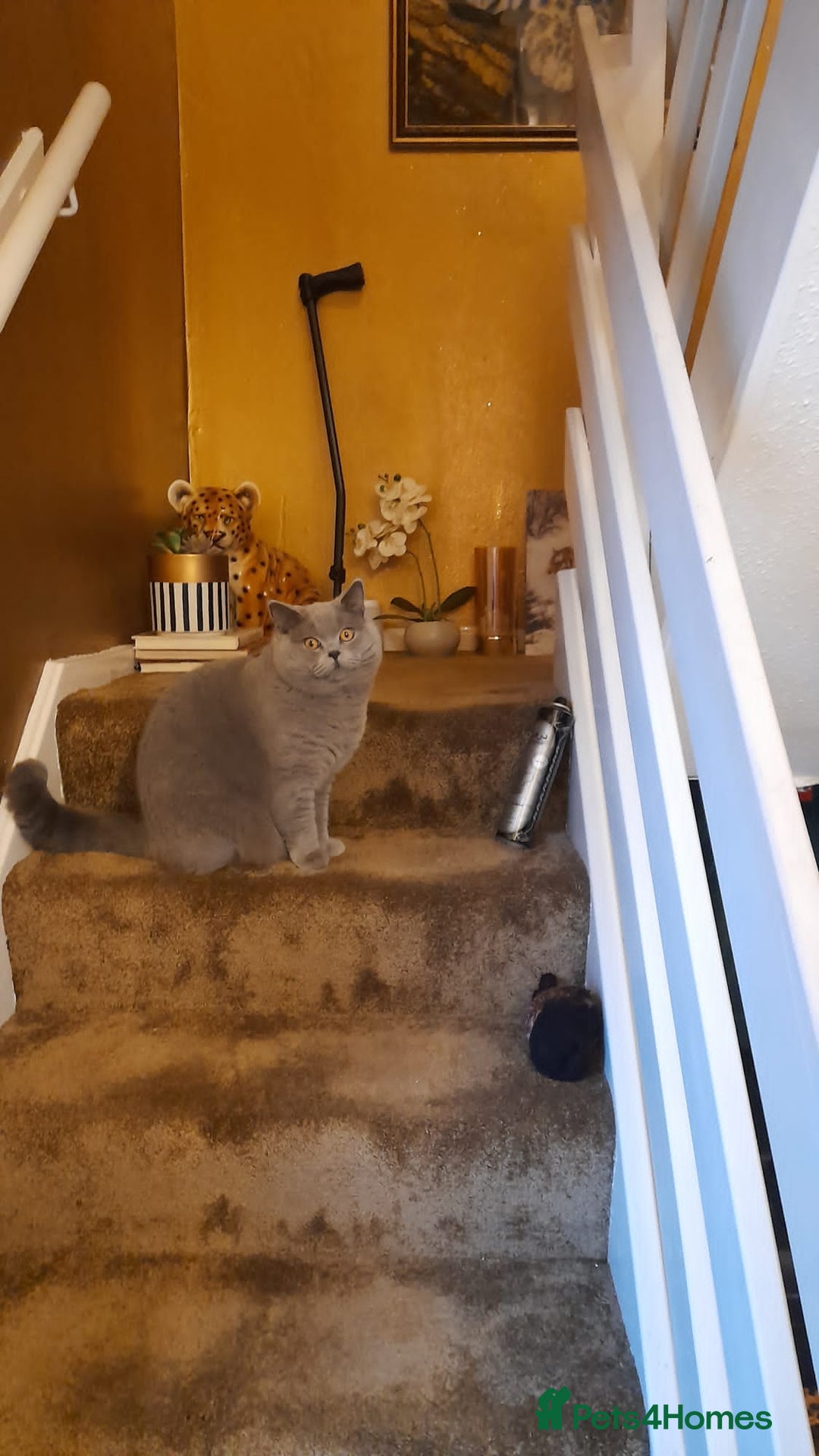 British Shorthair cats for sale: Beautiful British Blue Shorthair Male – 1 Yr Old - Advert 11