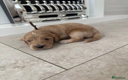 Cockapoo dogs for sale: 8 beautiful F1 cockapoo puppies - Image 13