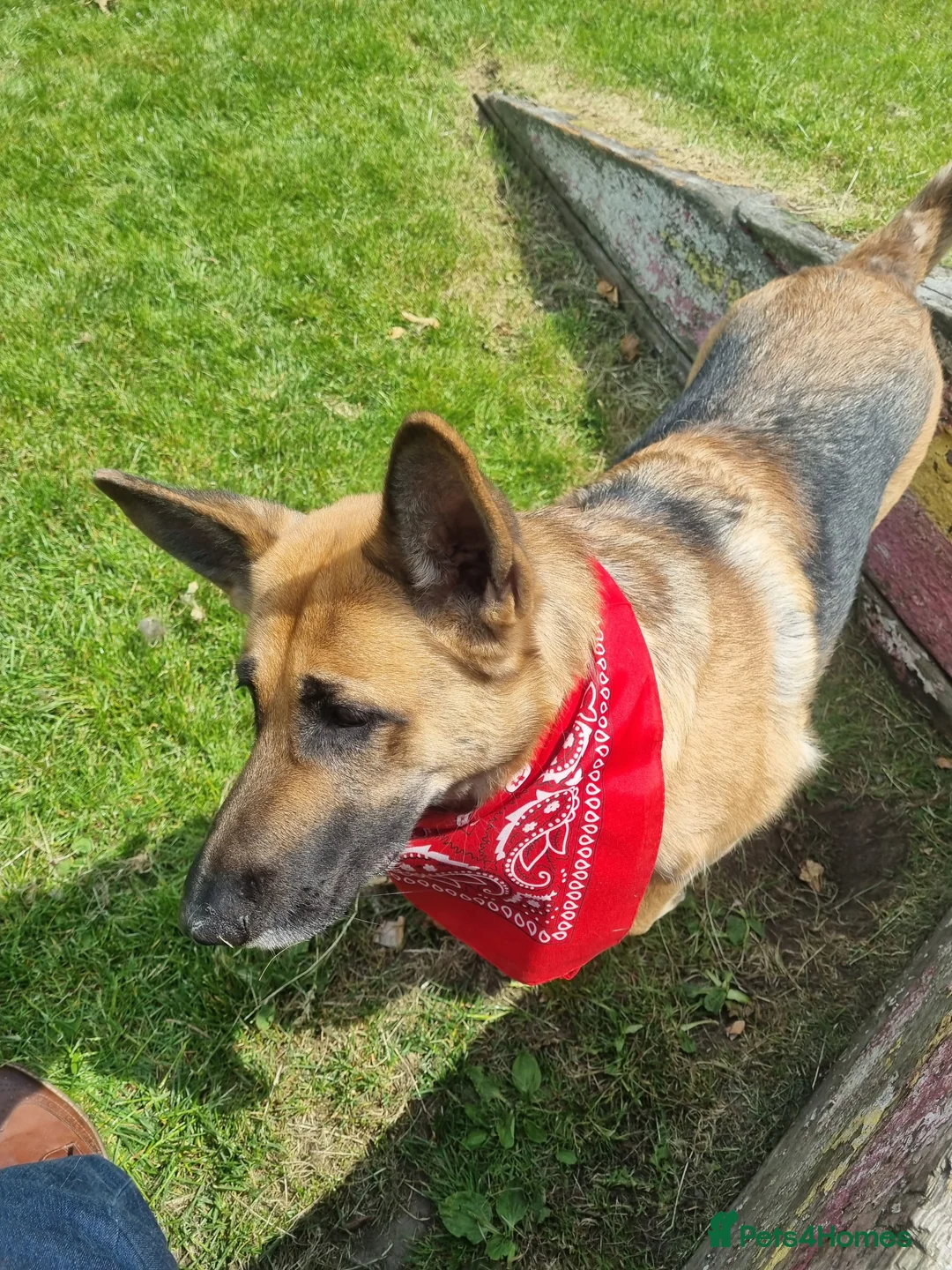 German Shepherd dogs for stud: Stud required - Advert 2