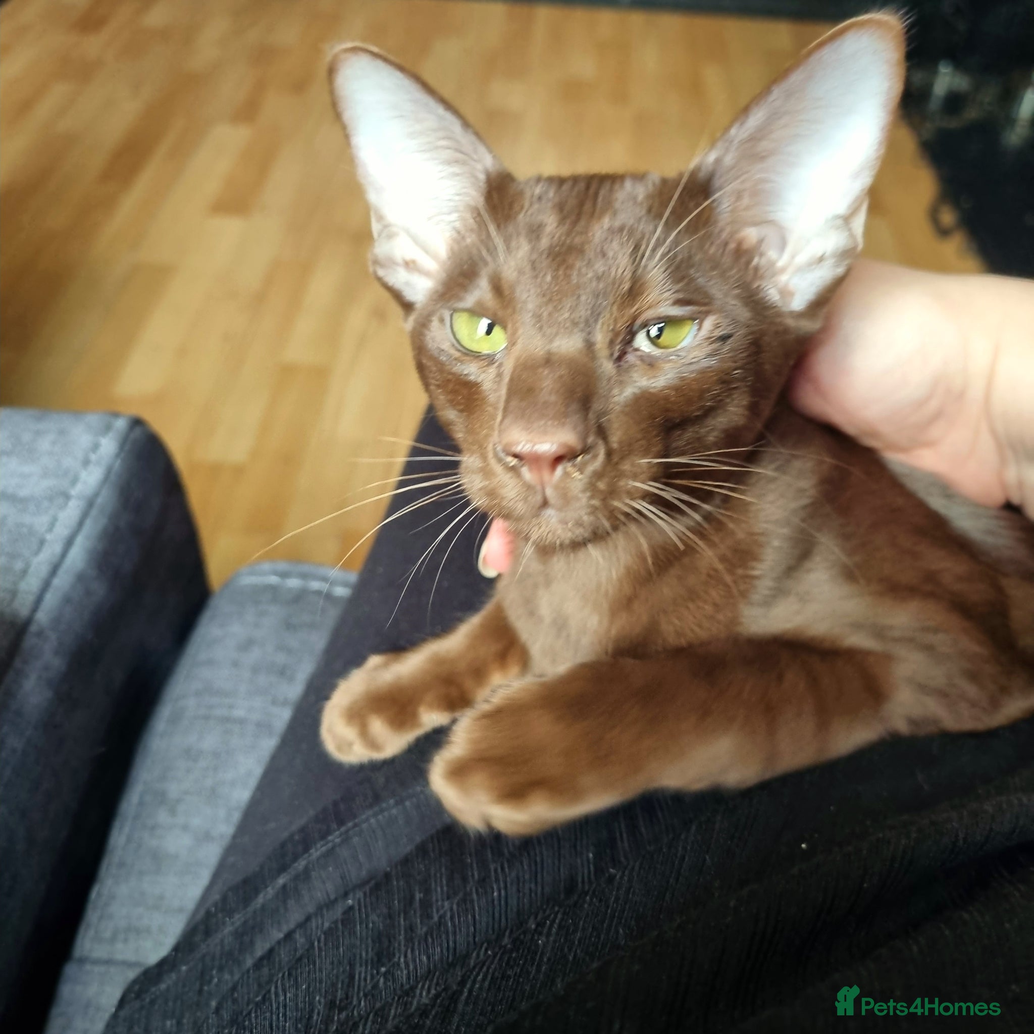 Oriental cats for sale: Chocolate Havana Brown  - Advert 5