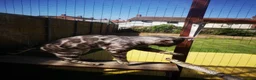 Bengal cats for stud: Bengal boy stud duties only - Advert 8