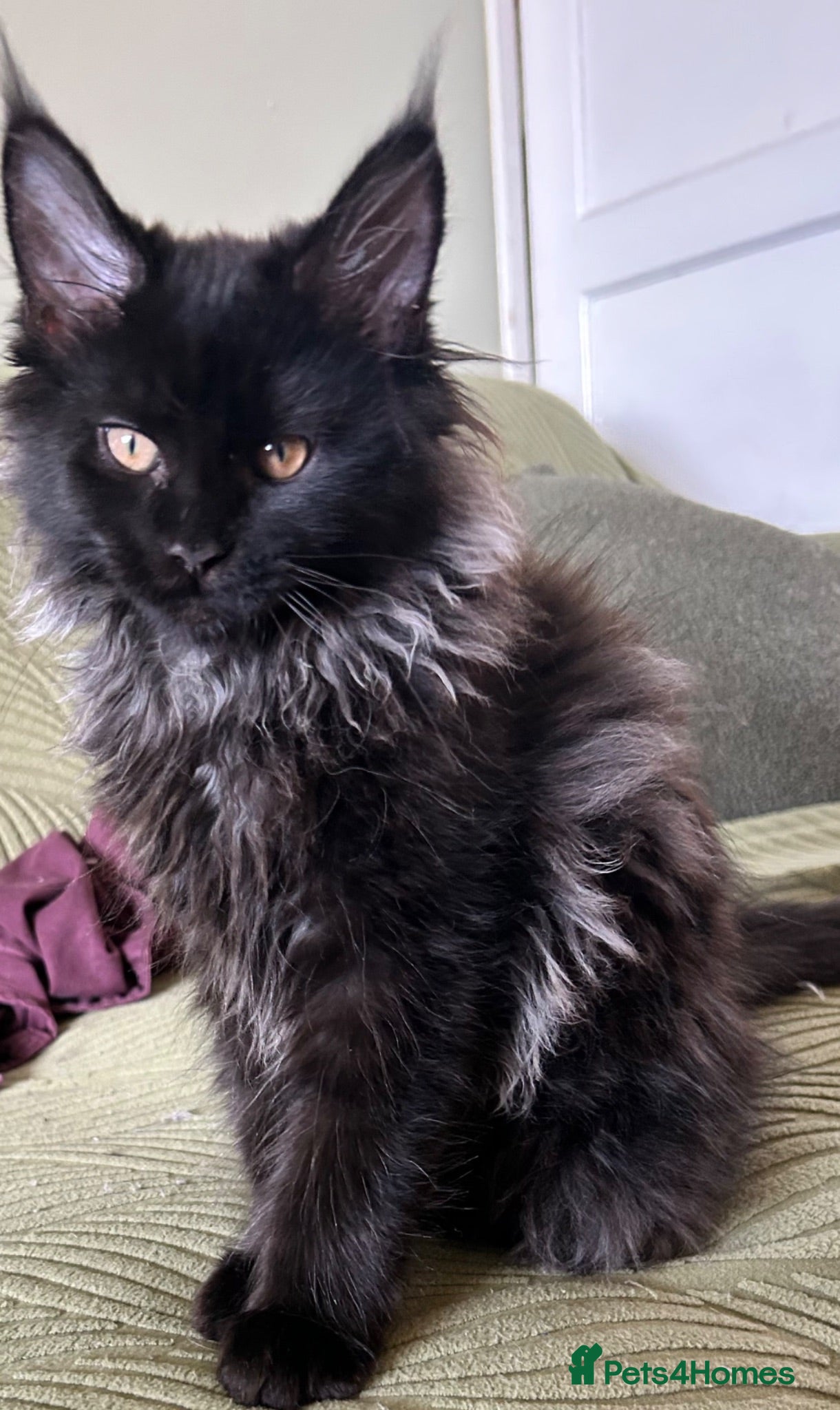 Maine Coon cats Beautiful Mainecoon kittens (Active) - Advert 1