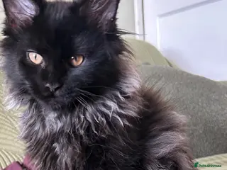 Maine Coon cats Beautiful Mainecoon kittens (Active) - Advert 1