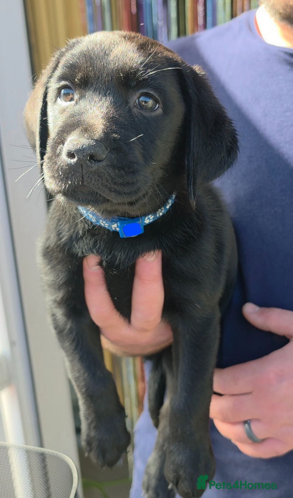 Labrador Retriever dogs READY FRIDAY ONE LEFT! Pedigree Labrador Puppies - Advert 2